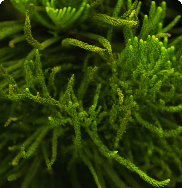 Microalgas Fondo